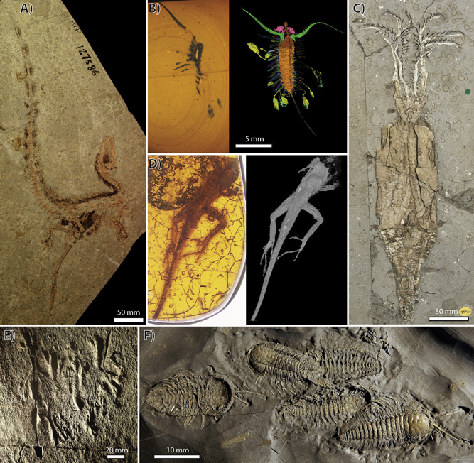 Soft Tissue Fossils | Evan T. Saitta, Ph.D.